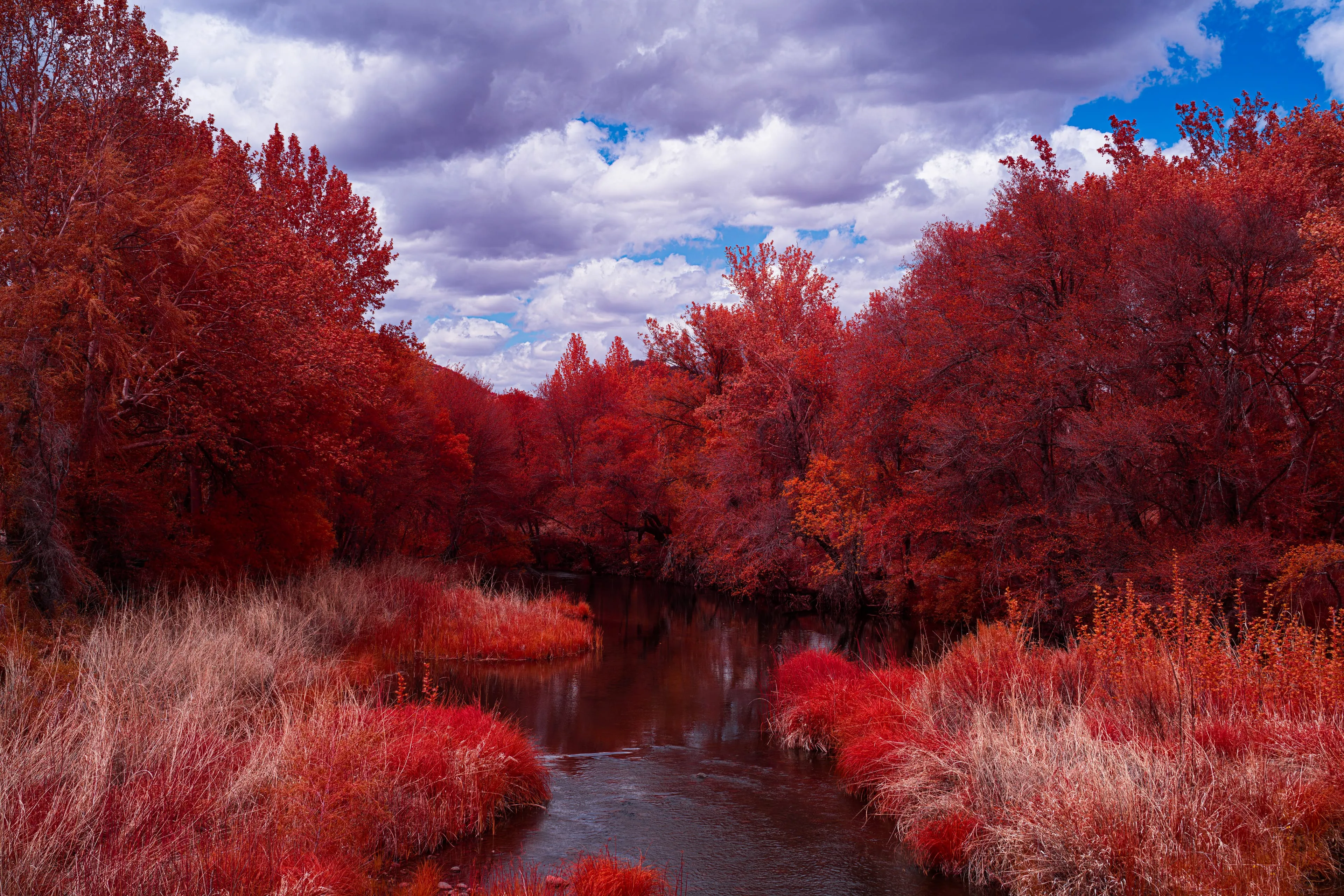 A dark creek winds between banks of cottonwoods and tall grasses turned vivid crimson by infrared, its still middle reach mirroring a blue sky crowded with clouds.