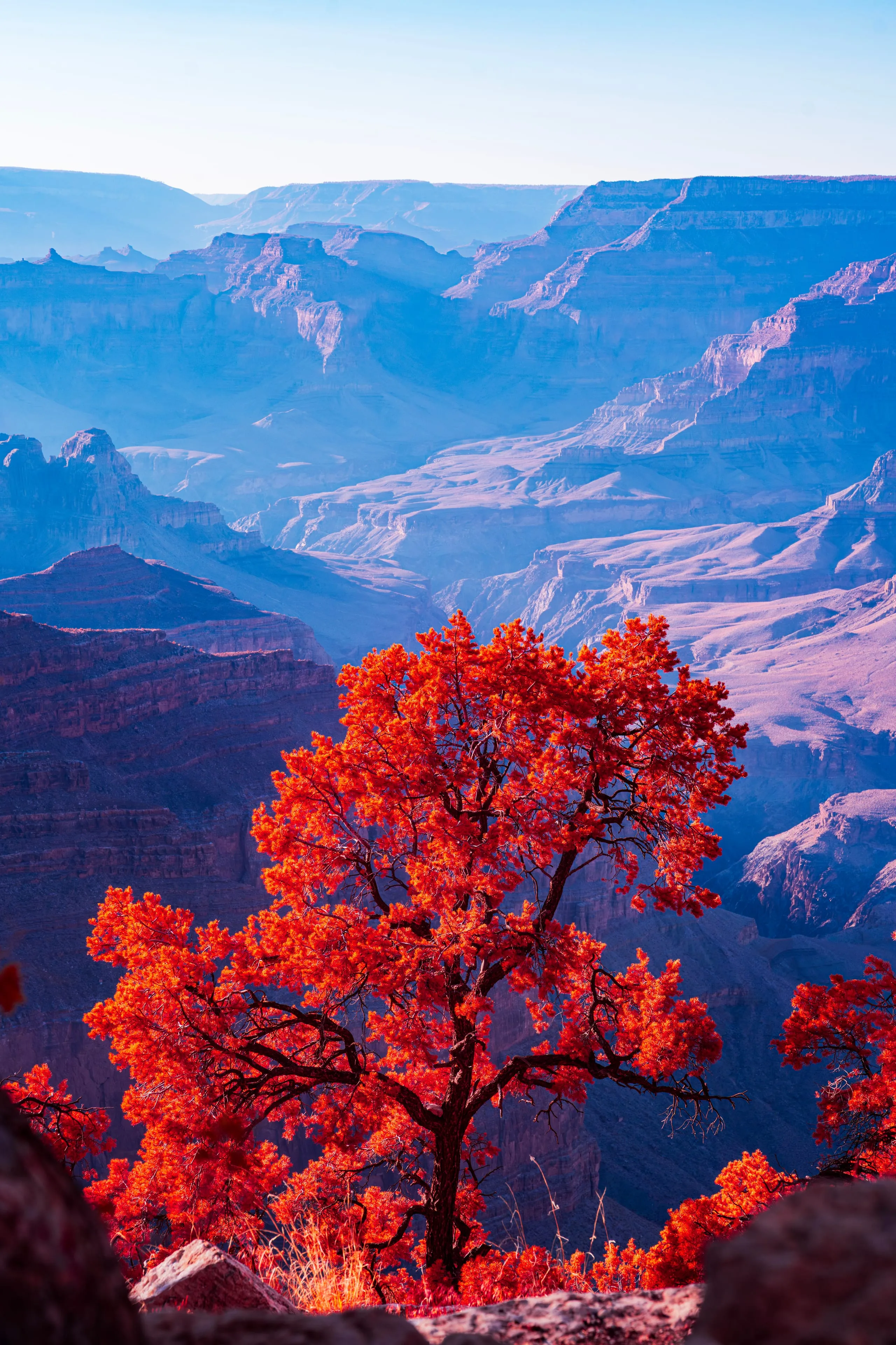 A lone tree with fiery red-orange foliage stands at a canyon rim, the vast blue-hazed gorge of the Grand Canyon receding behind it.