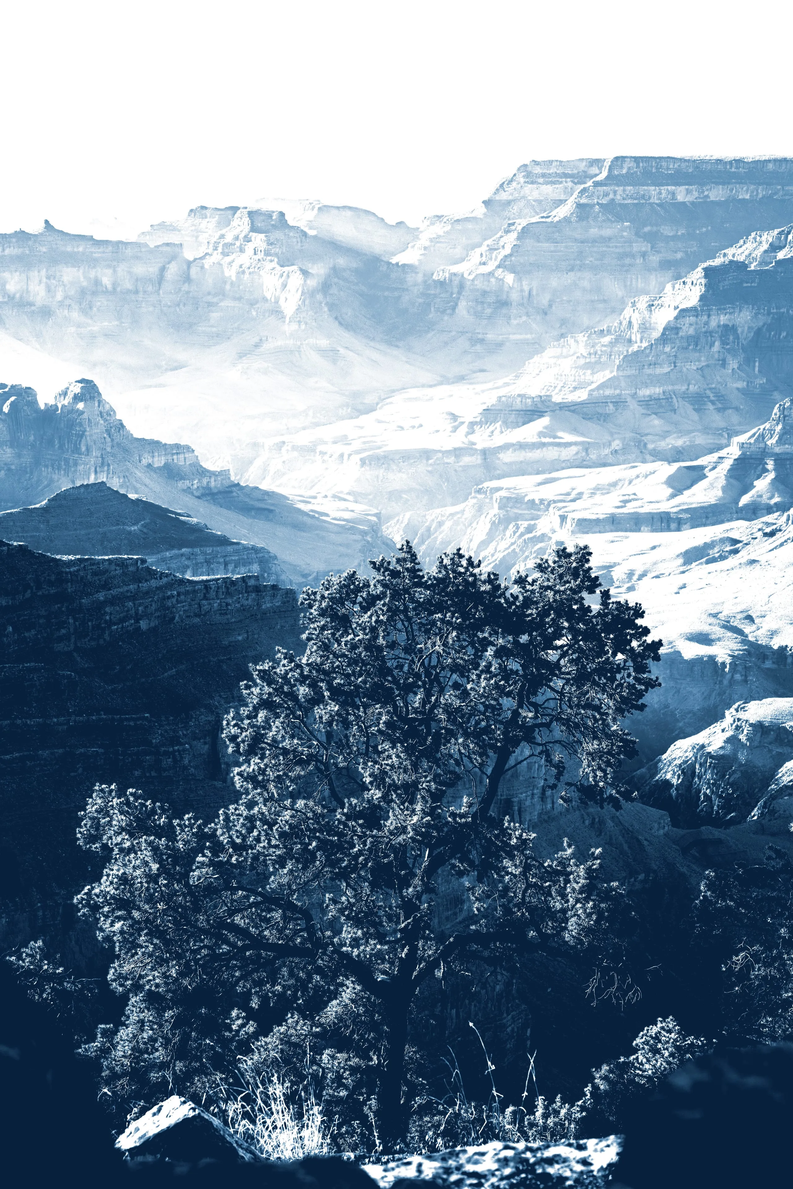 A lone tree stands at the rim of the Grand Canyon, the vast gorge receding in pale haze behind it, the whole scene rendered in deep cyanotype blue.