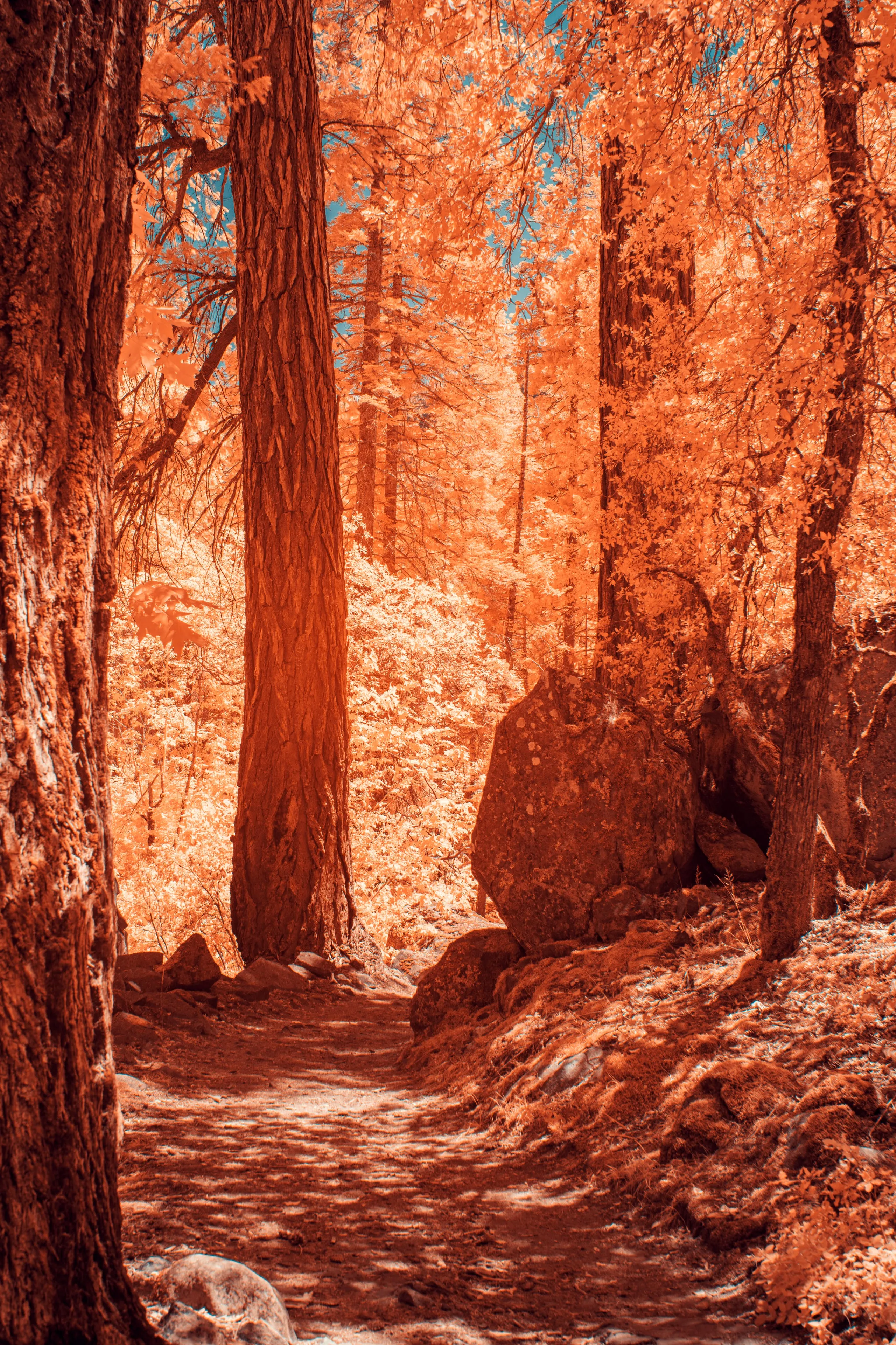 A massive, deeply grooved pine trunk stands beside a forest path, the surrounding wood glowing amber-gold in infrared.