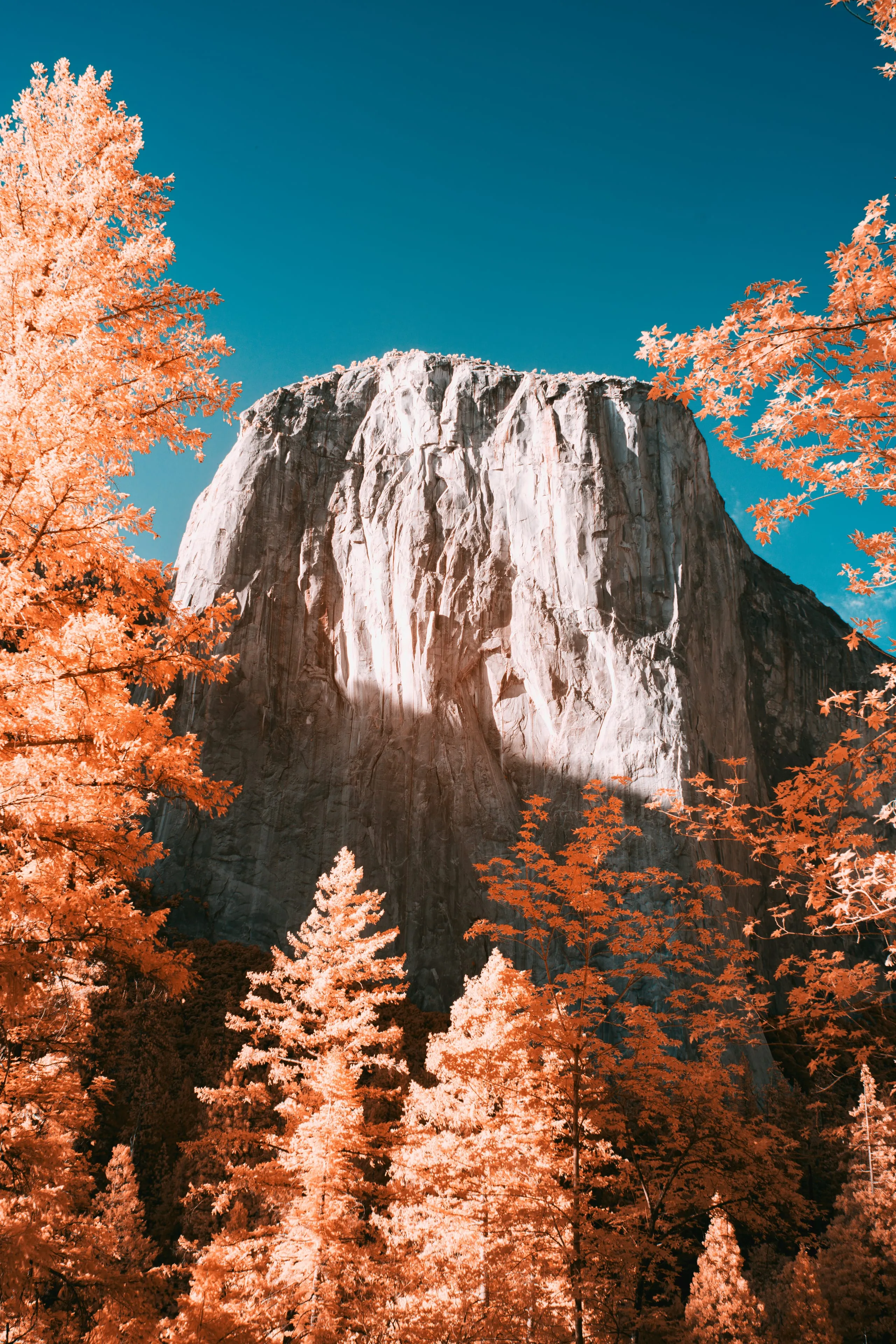 El Capitan's sheer granite face rises under a deep blue sky, framed by conifers turned peach and orange by infrared.