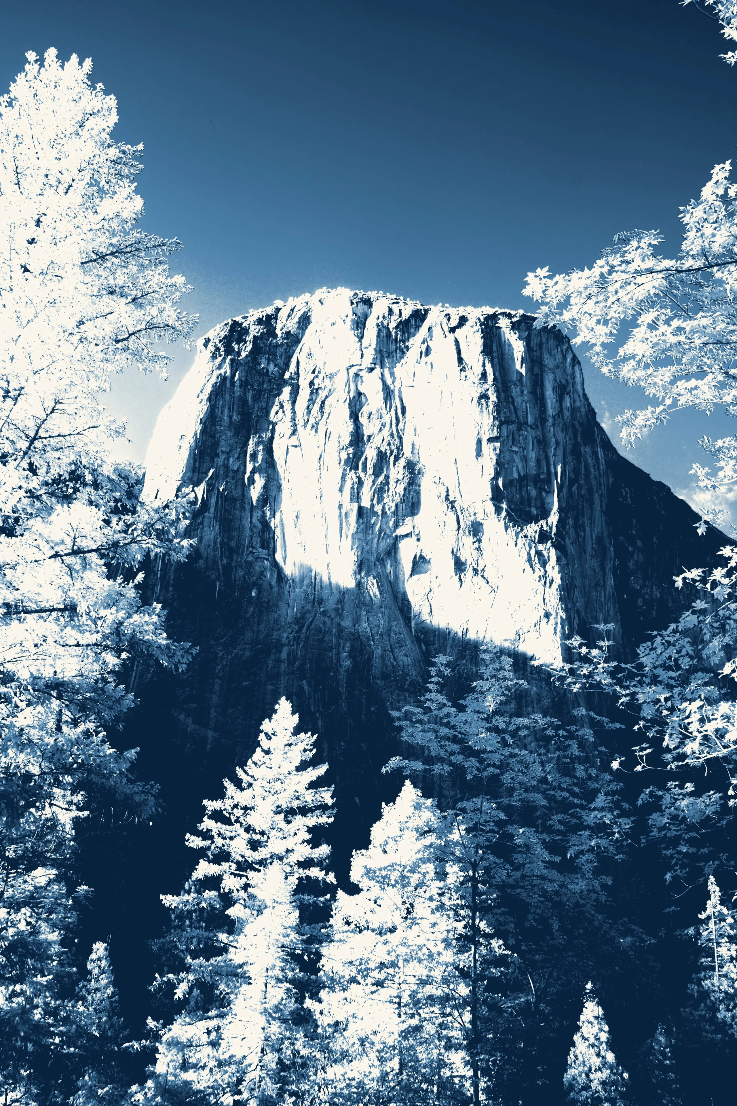 El Capitan's sheer granite face rises in deep cyanotype blue, framed by frost-white conifers under a darkening sky.