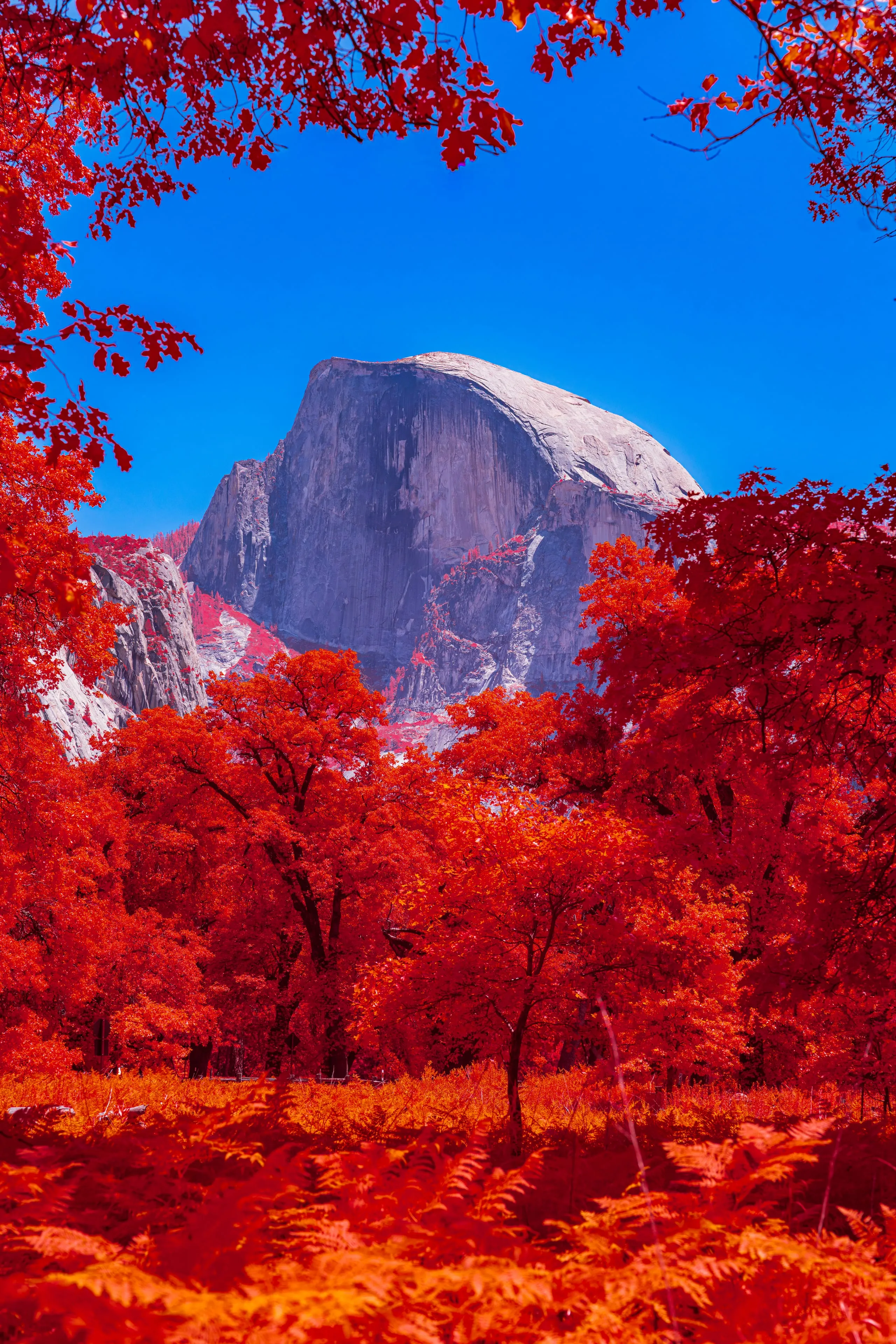 Yosemite's Half Dome rises under a deep blue sky, framed by trees and ferns turned brilliant red by infrared.