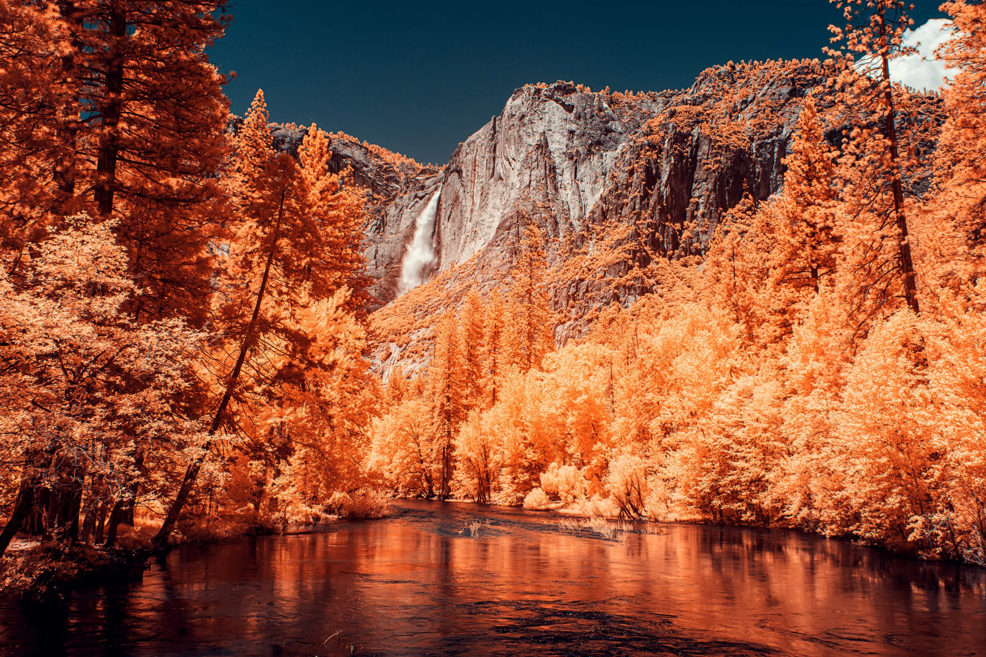 Yosemite Falls drops down gray granite beyond the Merced River, the valley forest glowing amber-gold in infrared.