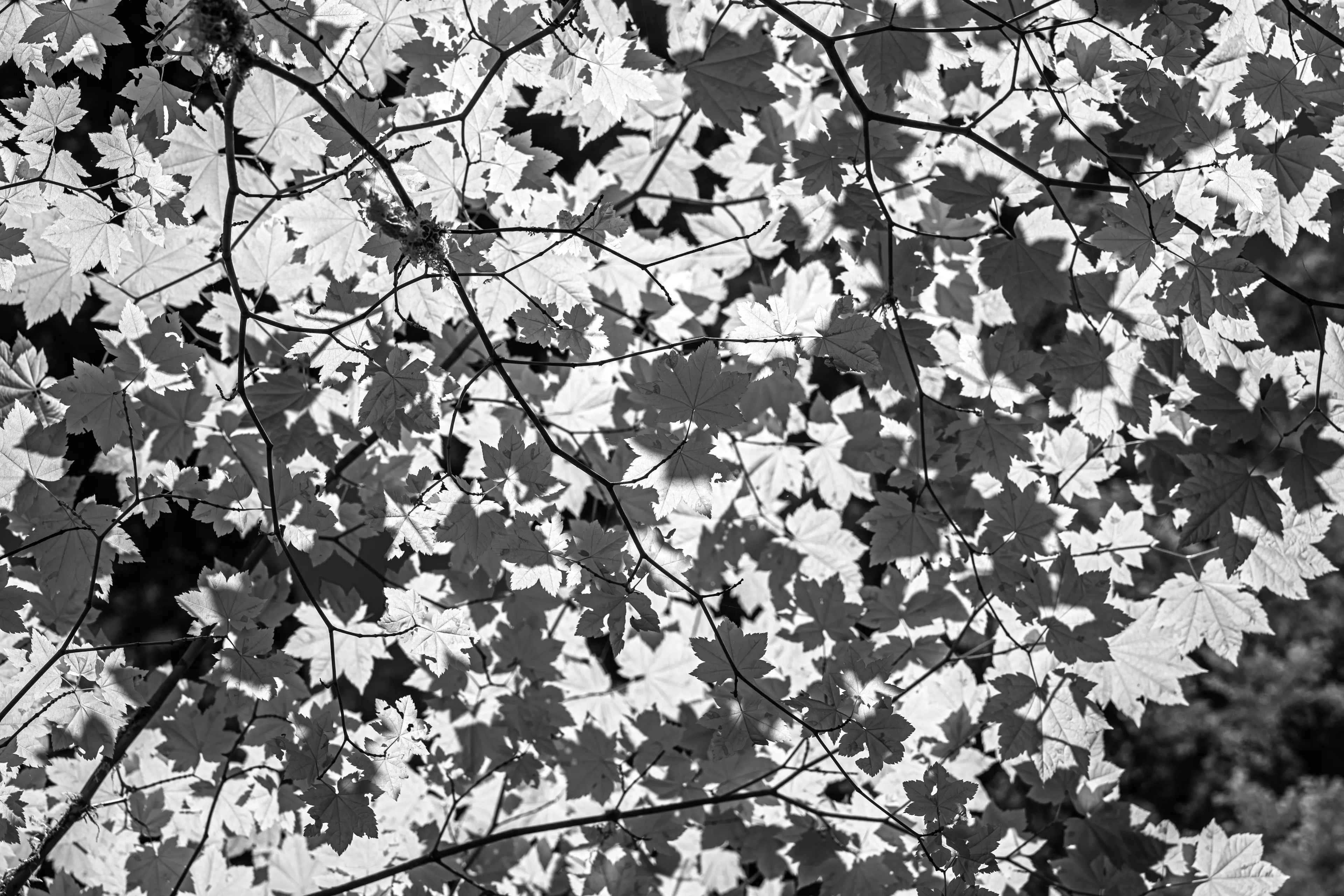 An infrared rendering of a dense maple canopy, the small leaves glowing pale against a near-black ground, branches dividing and repeating across the whole frame.