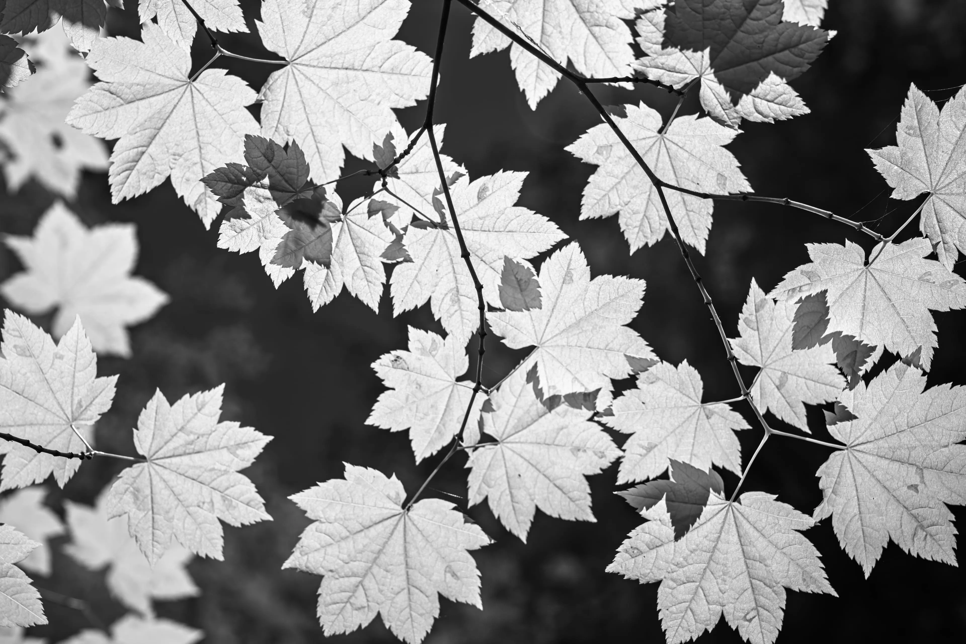 An infrared rendering of two large maple leaves close-up, their palmate lobes and veins blazing white against a deep black background.