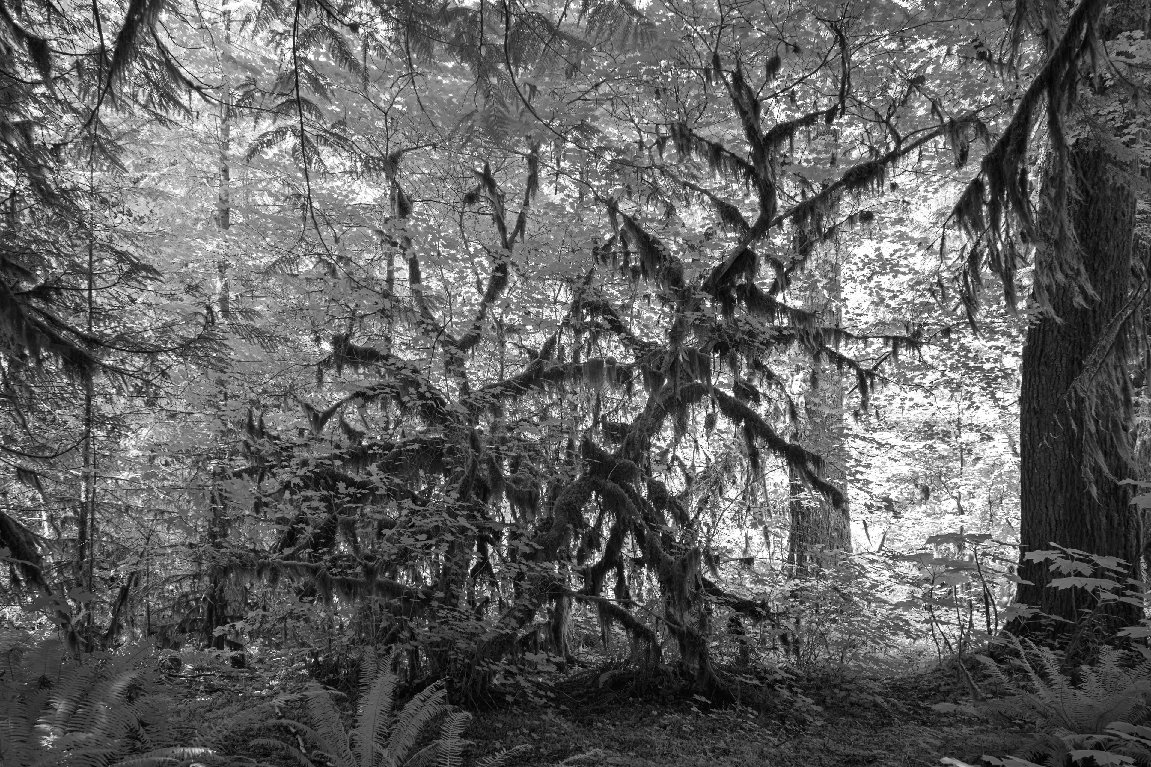Infrared rendering of a lone moss-draped tree standing in the deep shade of an Olympic rainforest, its branches hung with pale epiphytes, ferns at its feet and bright canopy behind.