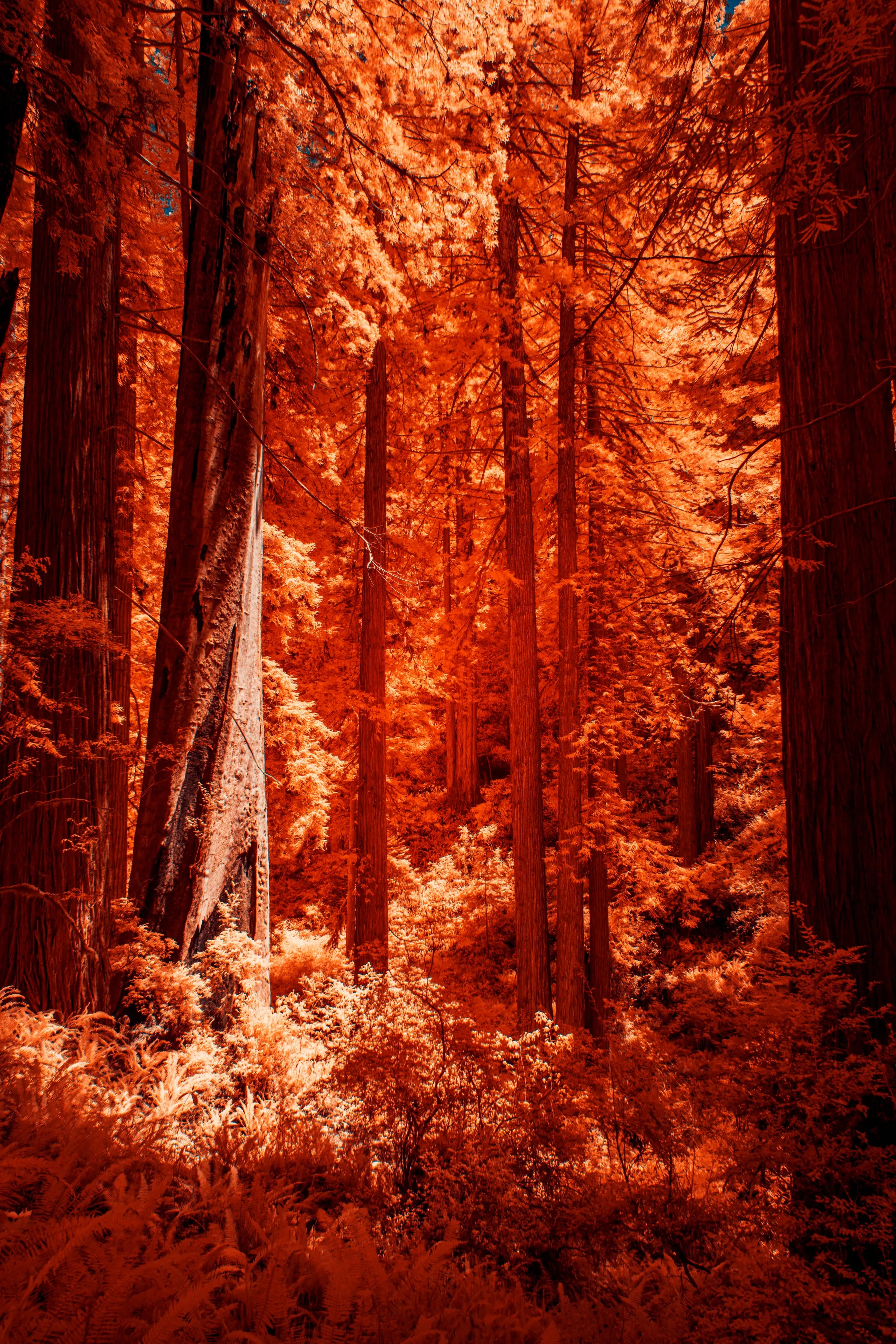 Inside a towering redwood grove, the trunks and ferns glow orange and gold in infrared light filtering from above.