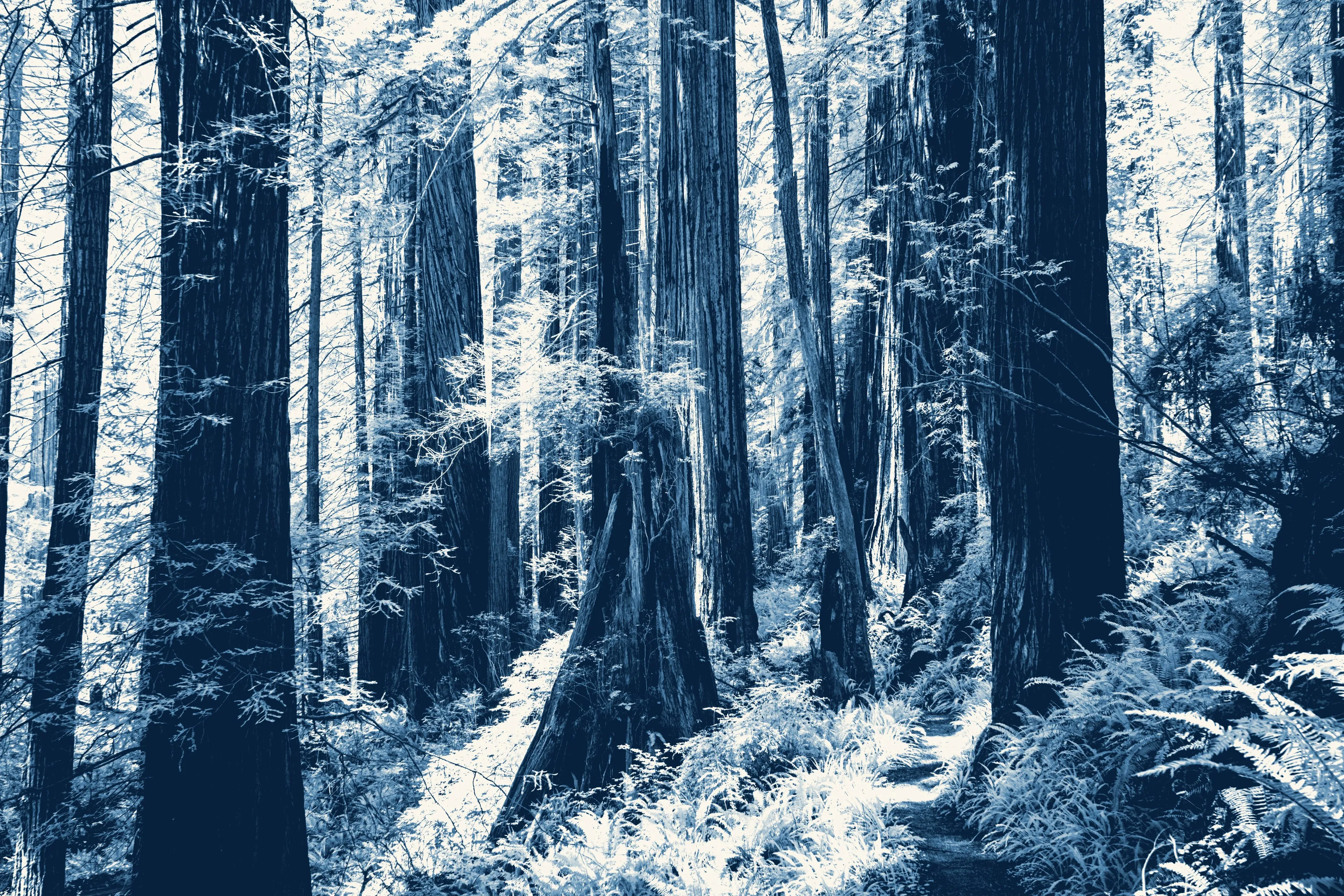 A narrow trail winds between massive redwood trunks, the ferns and undergrowth glowing frost-white, in deep cyanotype blue.
