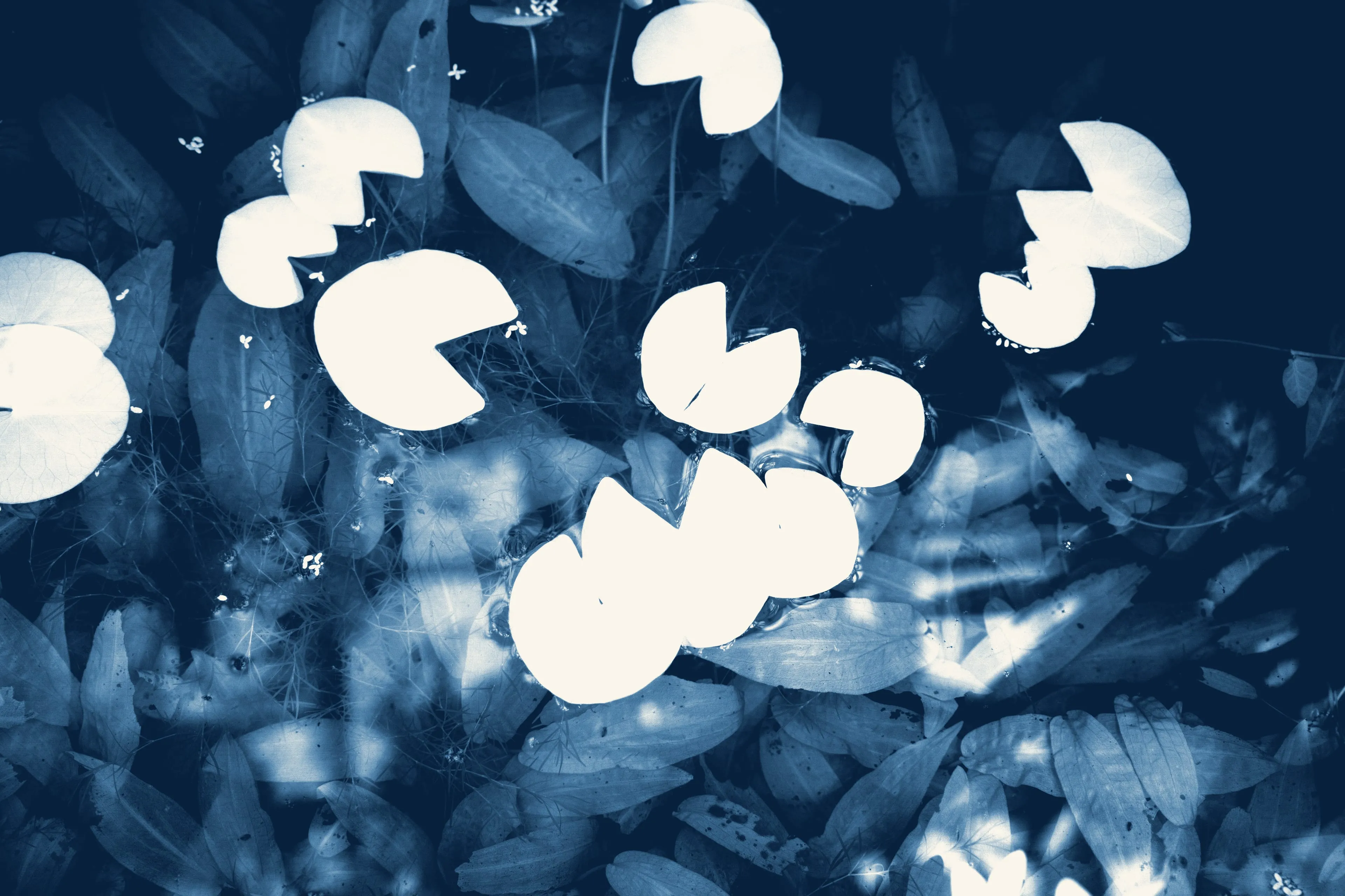 Water-lily pads float paper-white on near-black water above dimmer submerged leaves, in the Prussian blue of a cyanotype.