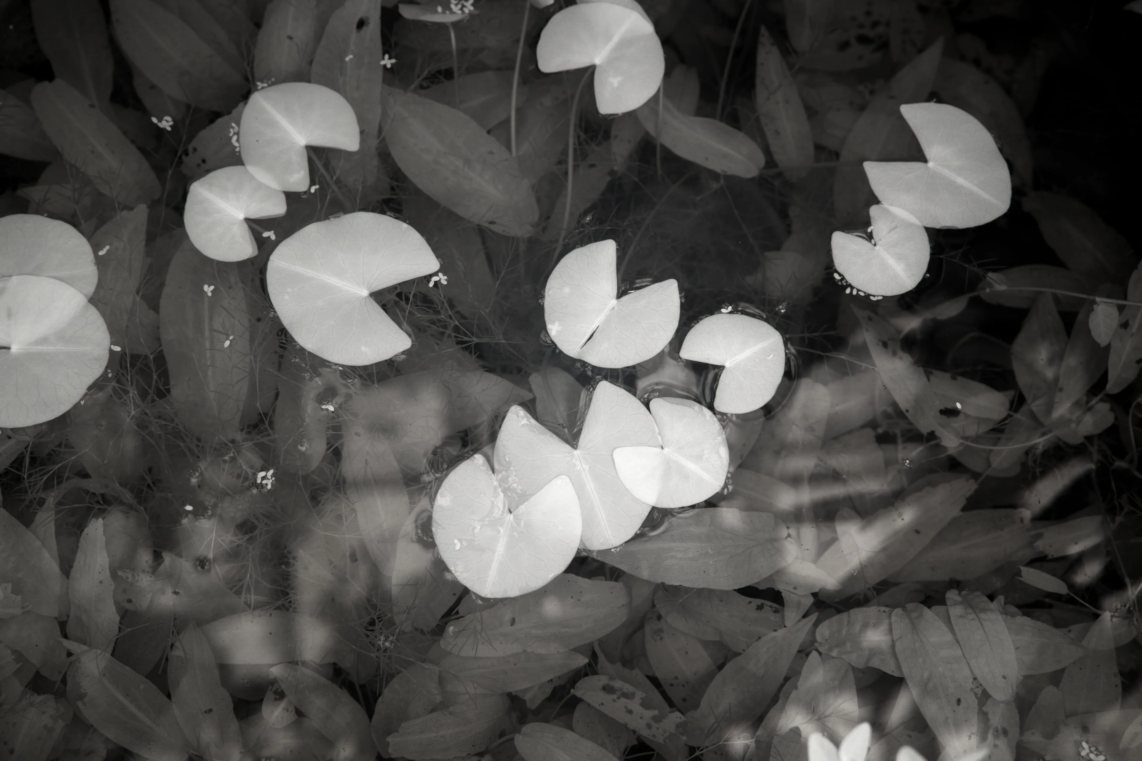 Water-lily pads glow luminous white in infrared, floating on dark still water above submerged leaves.