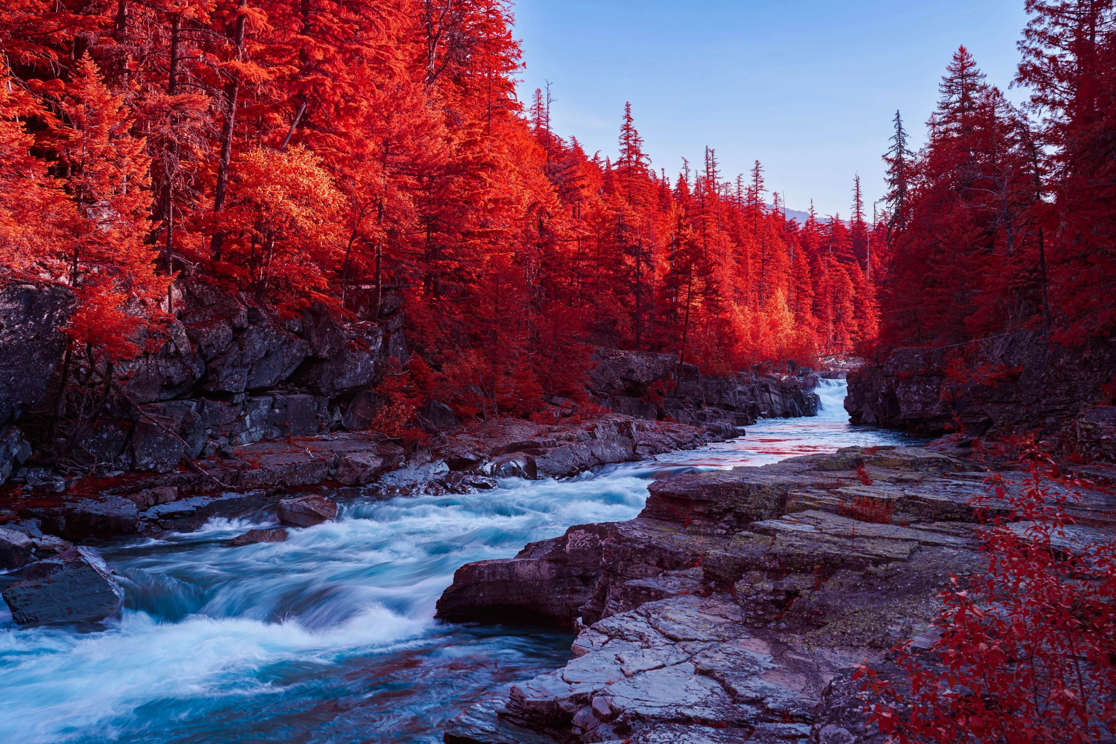 Infrared rendering of a long-exposure river smoothed to pale silk, curving through dark rock between steep walls of crimson forest in Glacier National Park.