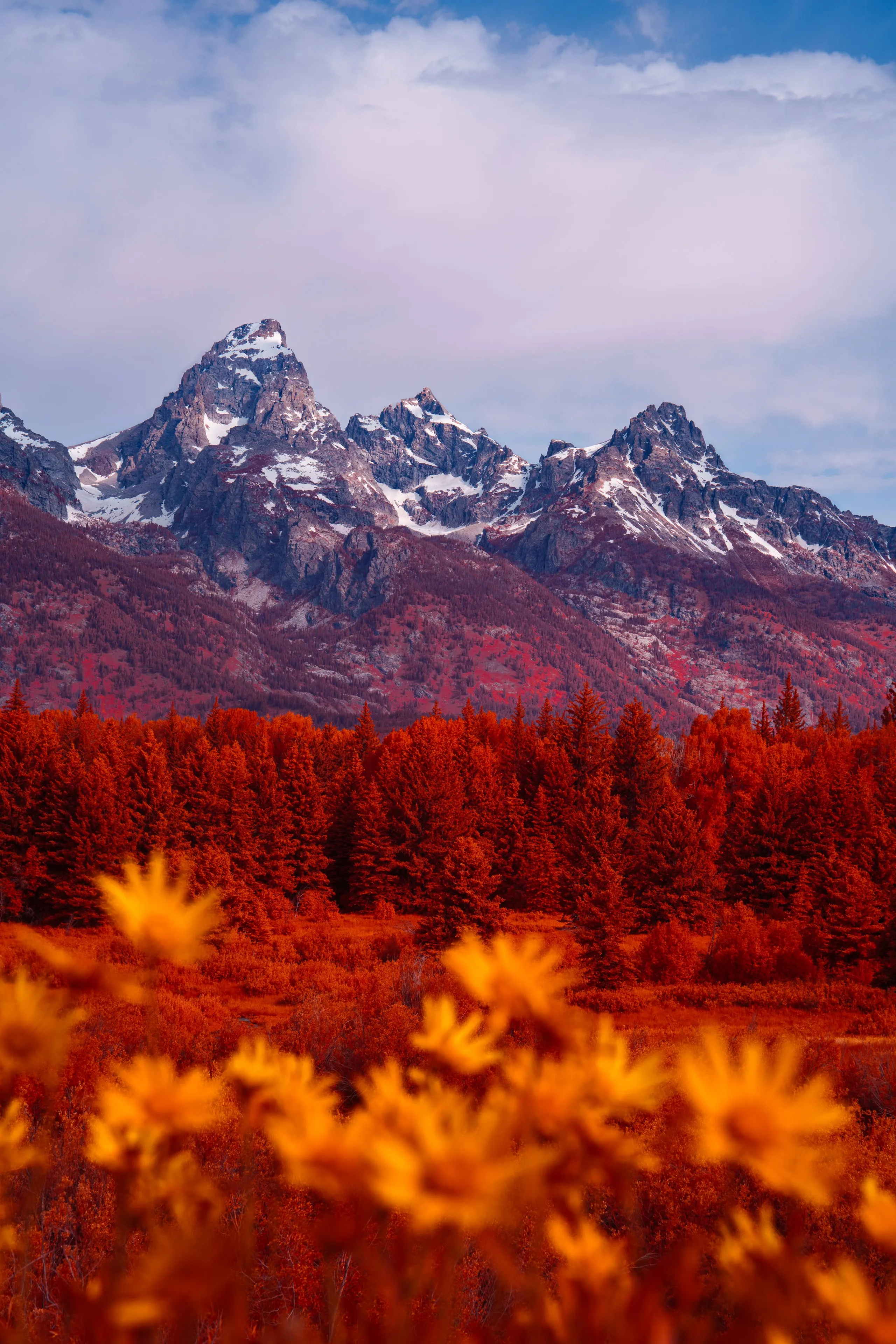 The three snow-capped peaks of the Grand Teton rise above an infrared-red forest, with golden wildflowers blurred in the foreground.