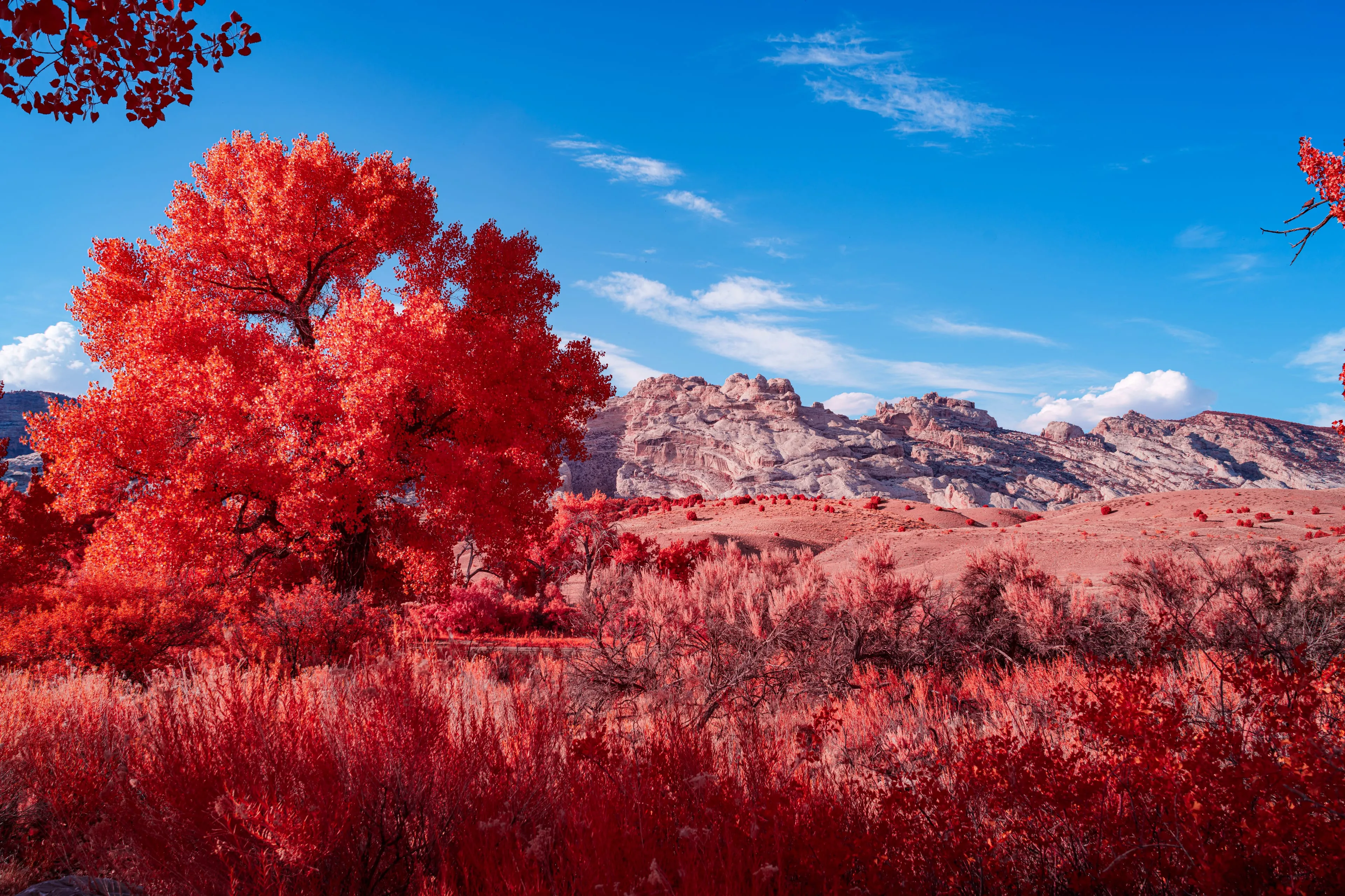 A wall of cottonwoods turned red by infrared crowds the bank of a green river beneath pale cliffs and a blue sky with scattered clouds.