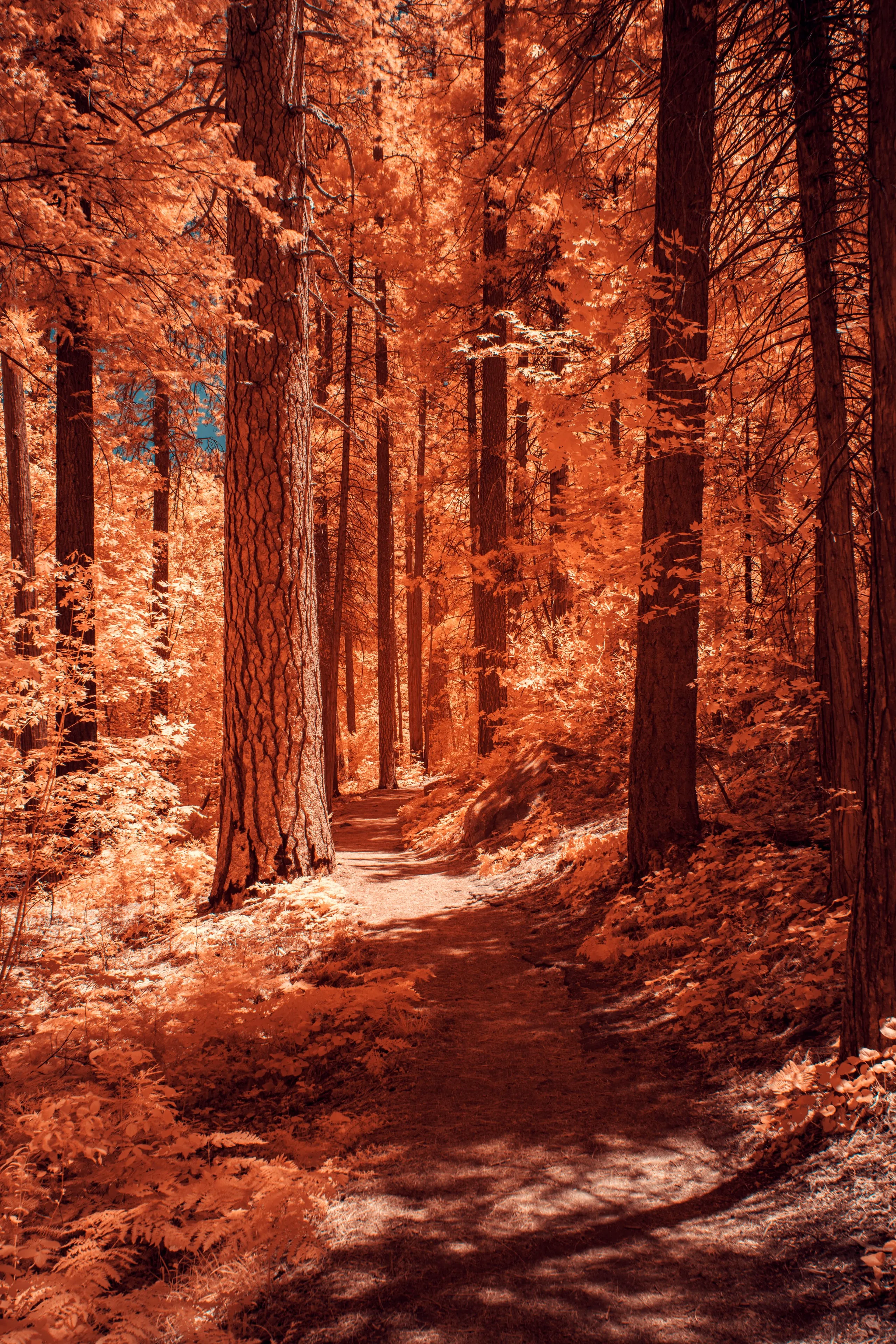 A soft dirt trail winds through pines turned amber-gold by infrared, dappled light falling across the forest floor.