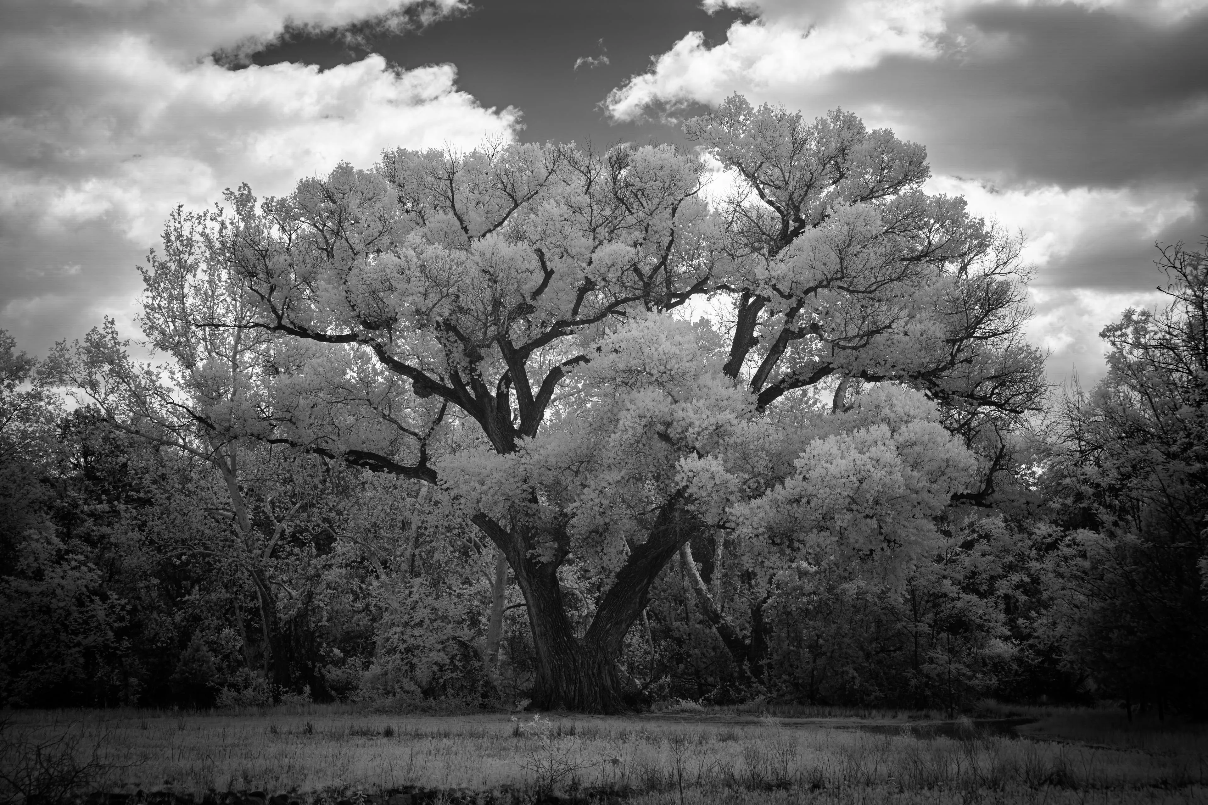 A great spreading tree with luminous white infrared foliage stands alone in a meadow beneath a cloud-streaked sky.