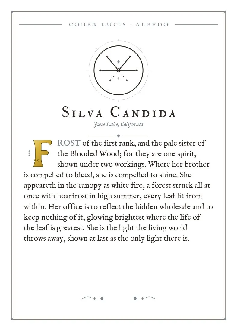 The colophon for Silva Candida — its Codex Lucis entry, printed on fine-art card