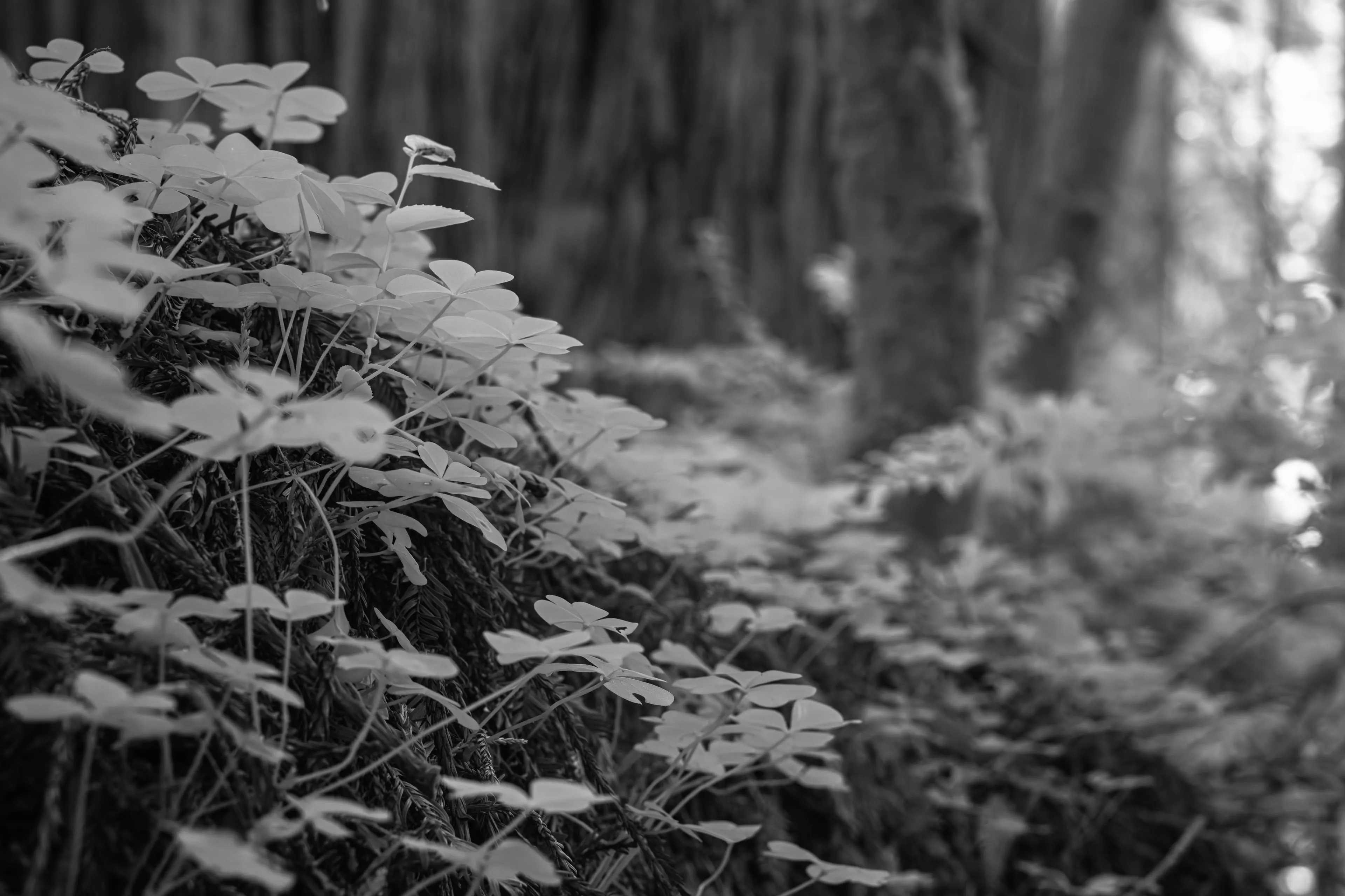 An infrared photograph looking down on a mossy bank where clover and oxalis leaves glow white as paper, while the great blurred trunks of redwoods rise dark behind them.