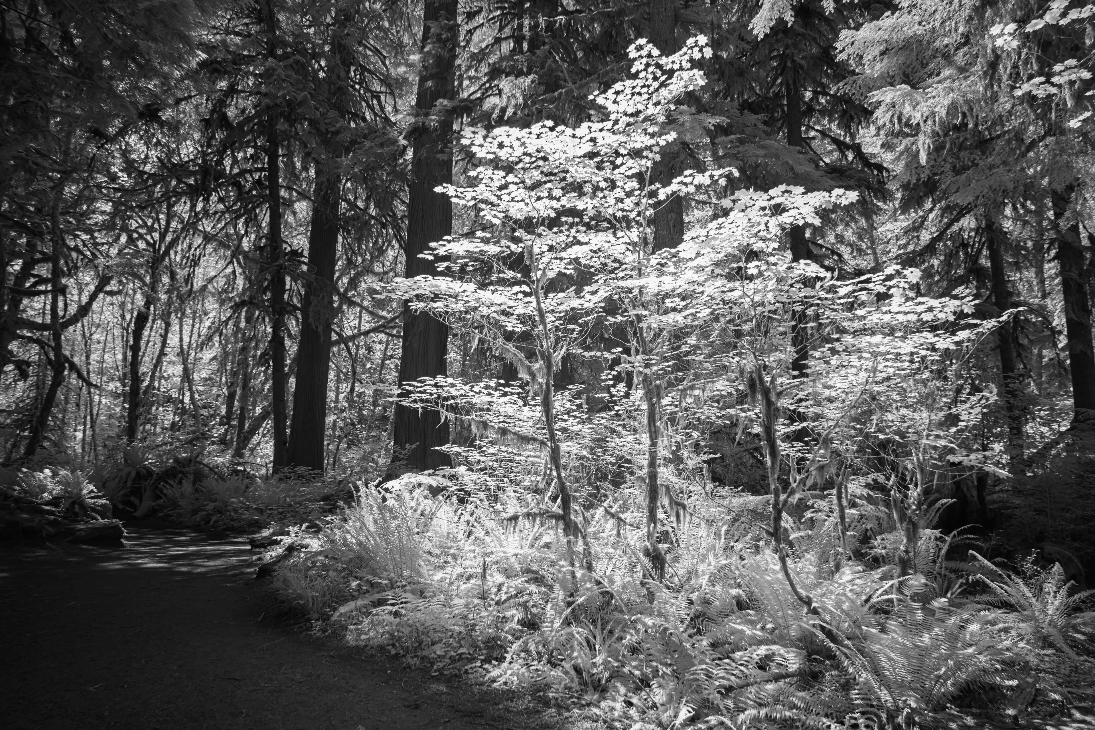 Infrared photograph of a small tree in an Olympic rainforest whose leaves blaze pure white against the deep black of the surrounding trunks and canopy.