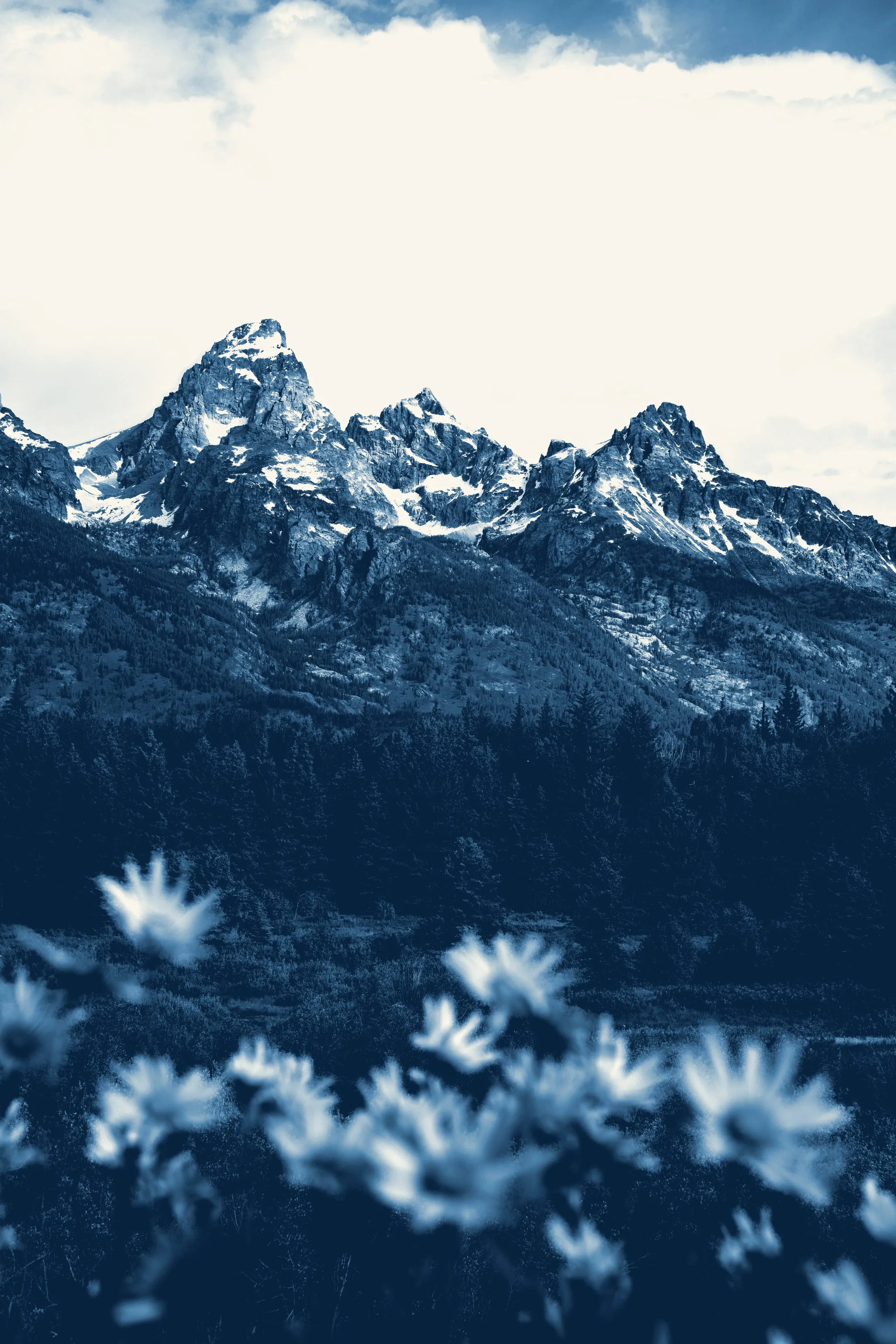 The three peaks of the Grand Teton rise dark blue beneath a white sky, pale wildflowers blurred in the foreground, rendered as a cyanotype.