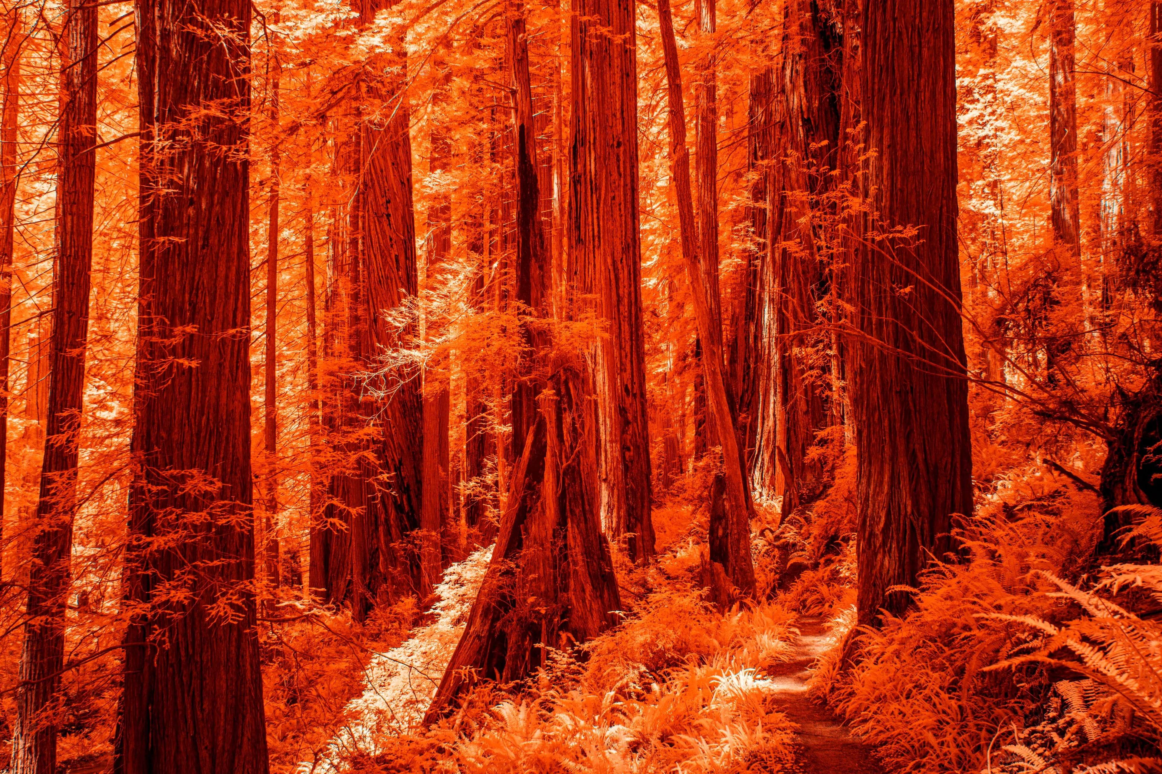 A narrow trail winds between the massive trunks of a redwood forest, the canopy and ferns blazing orange-red in infrared.