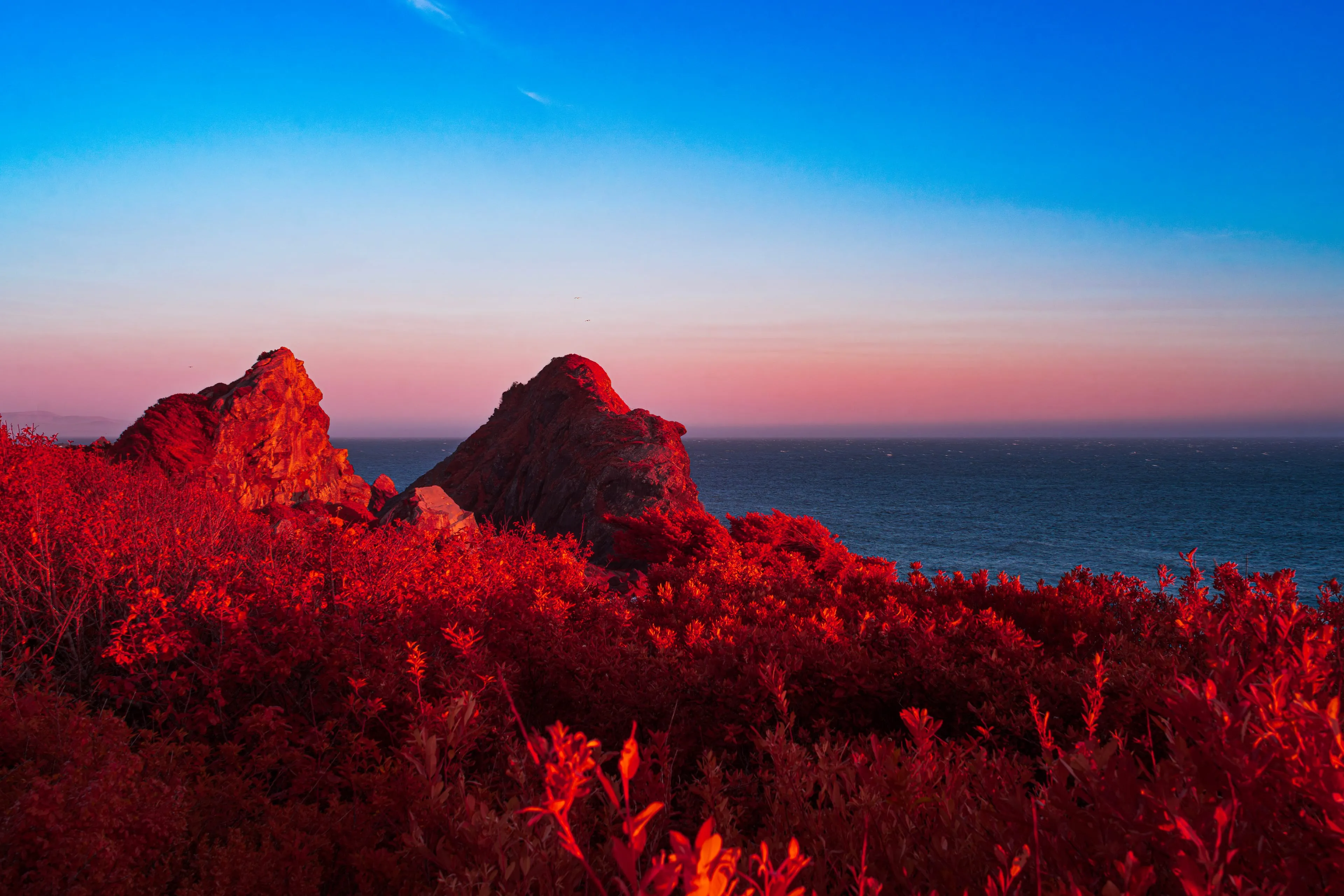 An infrared rendering of the Oregon coast at sunset; two dark sea stacks rise like watchmen above a blue Pacific, set against a banded blue-to-rose sky, with a foreground field of vivid red coastal scrub in the warm light.